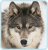 mcwolf