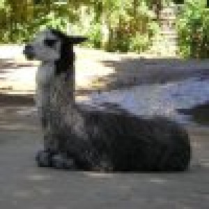 sirdani avatar