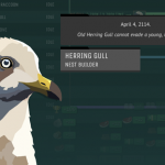 Animal-HerringGull