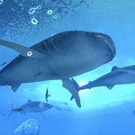 2132450847_full