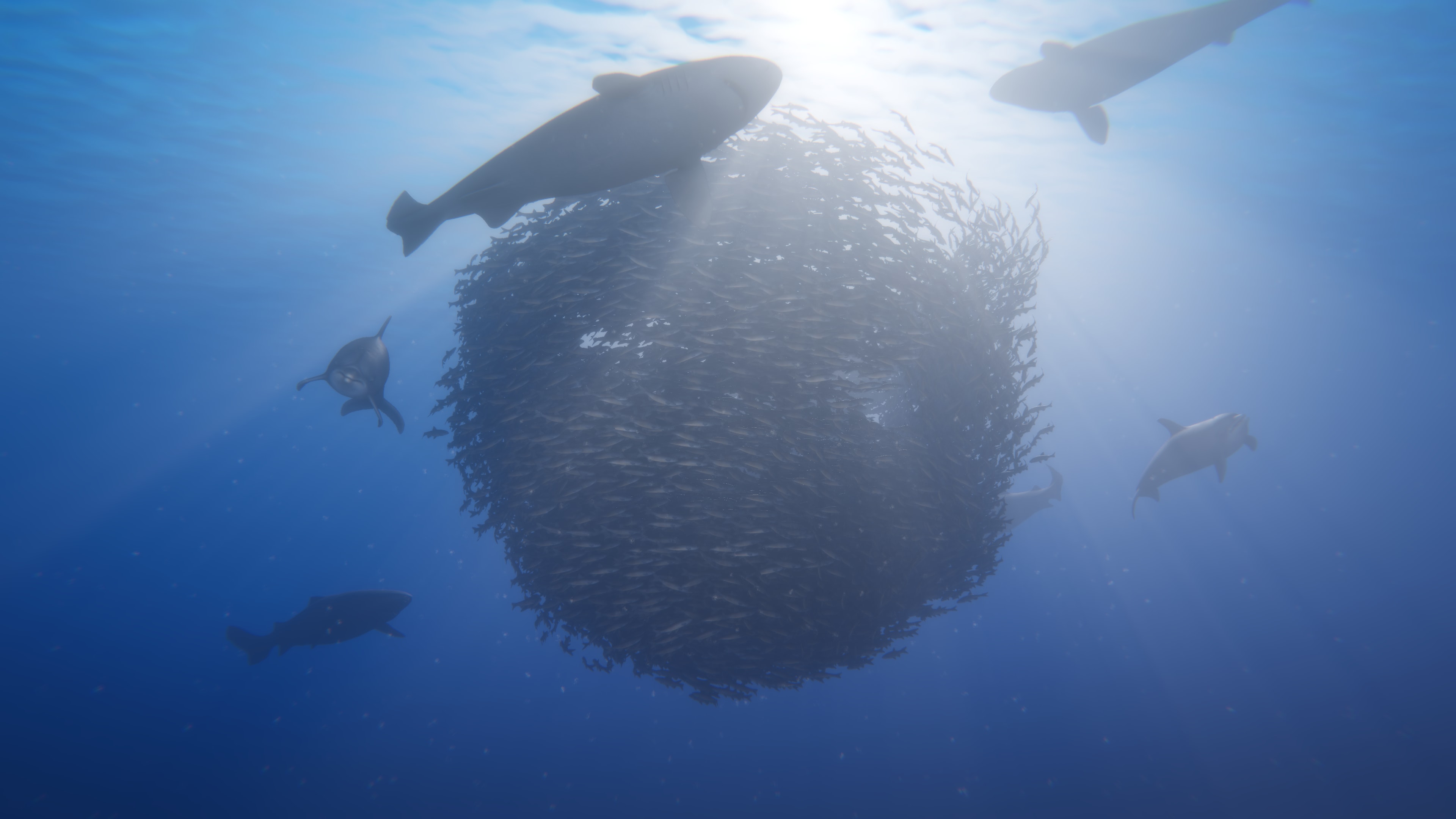 bait-ball