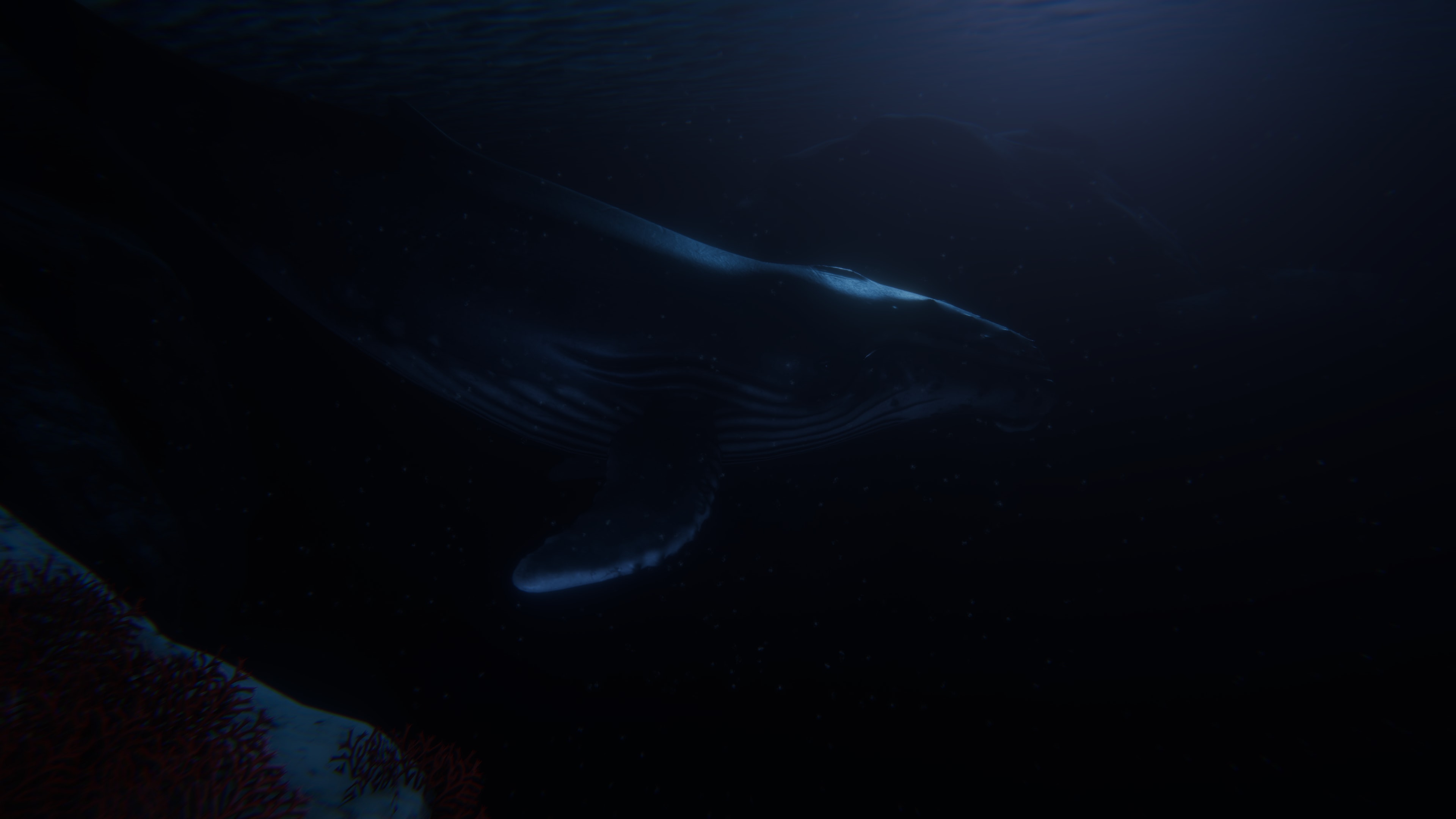 humpback-in-moonlight