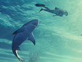 E3 2019: Maneater - támadnak a cápák