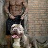 PitBull