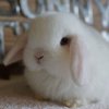 Usagi